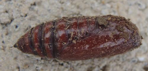 Noctua pronuba